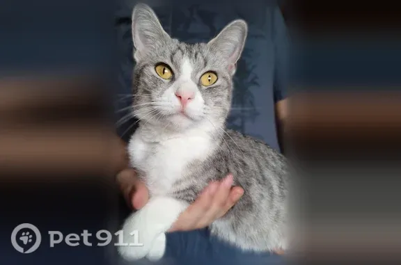 Найдена кошка, Псков, фото: Найдена кошка, Псков, Западная, д. 17 — очень испуганная, голодная
