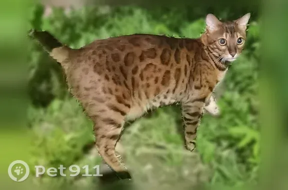 Найдена кошка, Краснодар, фото: Найдена кошка, Краснодар, Героев-Разведчиков, д. 34 — крупный кастрированный бенгальский кот