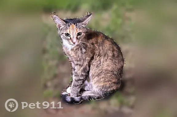 Объявления о пропавших и найденных животных, Чебоксары, фото: Найдена кошка, Чебоксары, Ядринское, д. 2А, Чебоксары — молодая разноцветная кошка