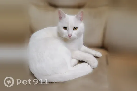 Пропала кошка, Щепкина, Белгород — белая, глаза жёлтые - photo