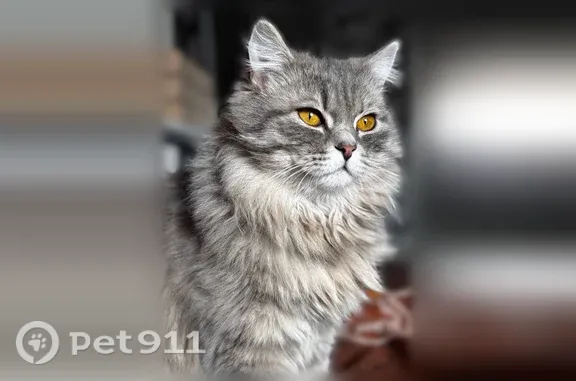 Пропала кошка, Тухачевского, д. 11, Белово — откликается на имя, любит есть траву и прятаться - photo