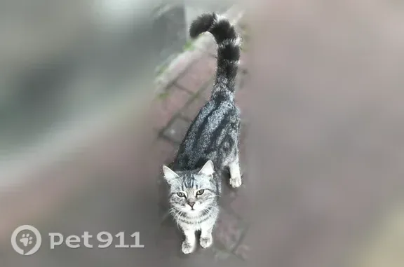 Объявления о пропавших и найденных животных, Ставрополь, фото: Найдена кошка, Ставрополь, Р. Люксембург, д. 1А, Ставрополь — серая в полоску, ласковая