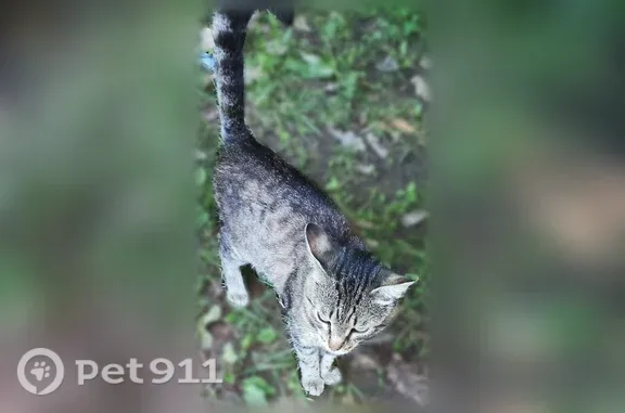 Объявления о пропавших и найденных животных, Чебоксары, фото: Найдена кошка, около прудика с уточками, ниже дома 14, Чебоксары — молодой серый полосатый, идёт на руки