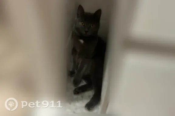 Пропала кошка, Тольятти, Приморский, д. 10 — серый окрас, белое пятнышко на шее - photo