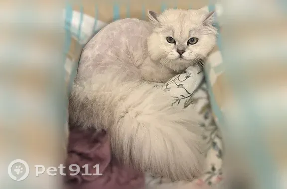 Пропала кошка, Новороссийск, Ленина, д. 99 — белая, бритое тело - photo