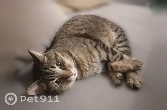 Пропала кошка, Луга, Школьная, д. 15, Луга — контактная, но очень осторожная - photo