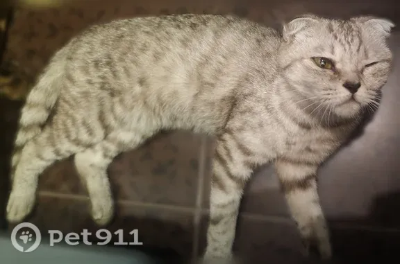 Найдена кошка, Москва, фото: Найдена кошка, Москва, Знаменская, д. 38 2 — сломана лапа