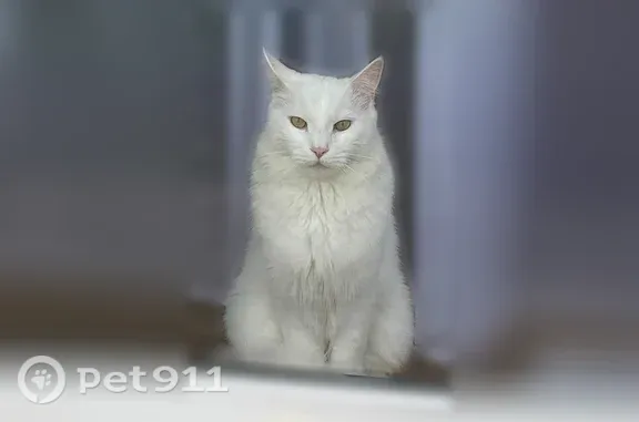 Пропала кошка, Поселок Южный, Лазаревская, д. 20, Южный — белая, мейн-кун - photo