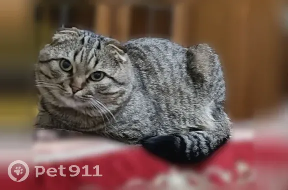Пропала кошка, Макеевка, Туполева, Макеевка — два ошейника и адресник - photo