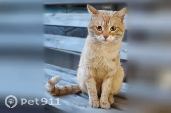 Пропала кошка, Рабочий поселок Татищево, Дзержинского, д. 27, Татищево — рыжая, обрита левая лапа - photo