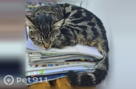 Найдена кошка, Хабаровск, фото: Найдена кошка, Хабаровск, Карла Маркса, д. 122 — молодой котик, очень ласковый