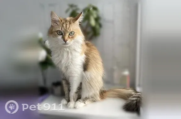 Пропала кошка, Лангепас, Мира, д. 27, Лангепас — трёхцветная, длинная шерсть, зелёные глаза - photo