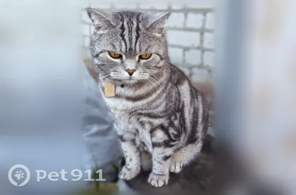 Пропала кошка, Район Центральный (г Барнаул), Барнаул — крупный кот плотного телосложения - photo