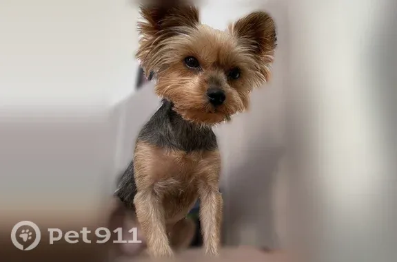 Пропала собака, Пионерский, Рабочая, Пионерский — тихая, боится незнакомцев - photo