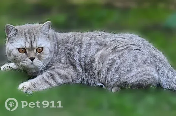 Пропал кот, ул. Ватутина у Магнита, Омск — серый британец, кастрированный - photo