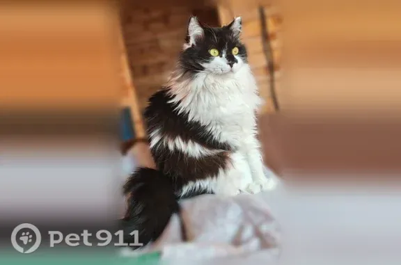 Кошки потеряшки, Осиновка, фото: Потеряшка кошка, Деревня Осиновка, Береговая, Осиновка — окрас белый и чёрный