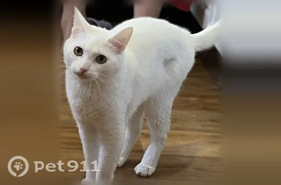 Пропала кошка, Серов, Зеленая, д. 7 — полностью белая, небольшая, стерилизована - photo