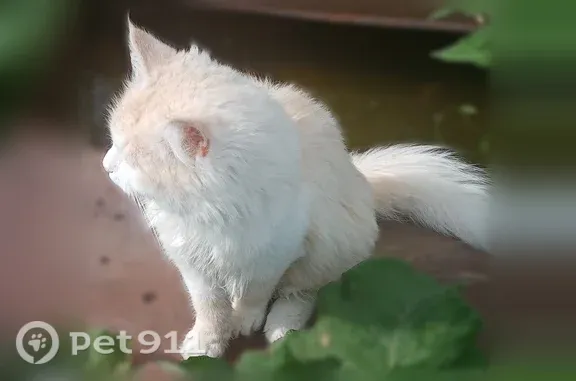 Пропала кошка, Деревня Протасово, Полянская, д. 26 — большие ушки, как у мейн-куна - photo