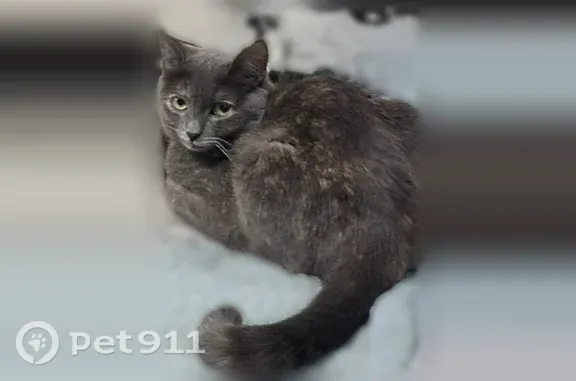 Пропала кошка, Оренбург, Победы, д. 14А — очень шугливая и боязливая - photo