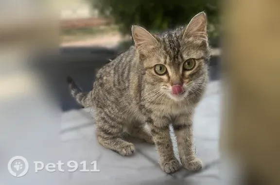 Объявления о пропавших и найденных животных, Пенза, фото: Найдена кошка, Район Октябрьский (г Пенза), Бородина, д. 1А, Пенза — котёнок очень худой, с опаской подходит и шипит