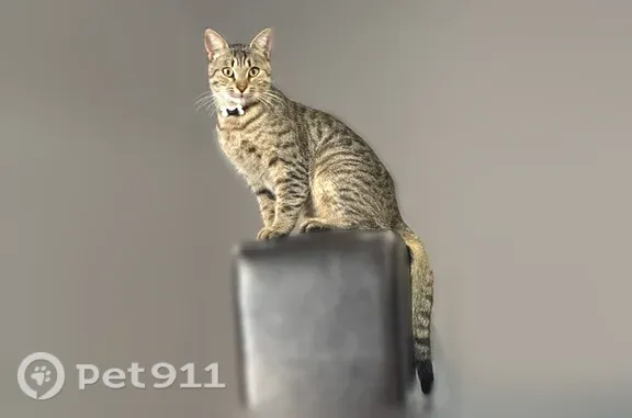 Пропала кошка, Район Кировский (г Махачкала), Нагорная, д. 40, Махачкала — с ошейником в виде косточки, не уходила дальше огорода - photo