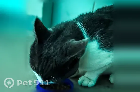 Объявления о пропавших и найденных животных, Электросталь, фото: Найдена кошка, Жулябина, д. 18а, Электросталь — очень ласковая, возможны травмы рёбер