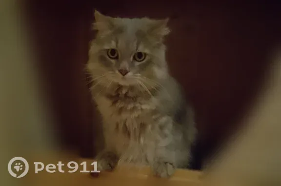 Пропала кошка, Грязи, 10 Февраля, Грязи — серый, пушистый, крупный, 3 года - photo