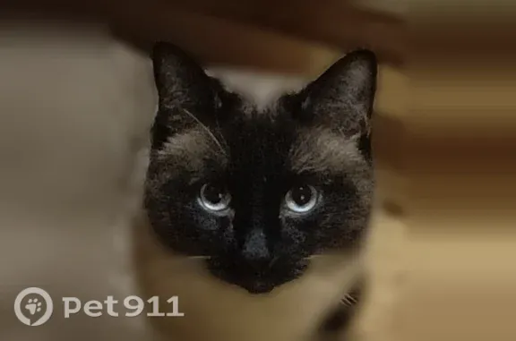 Пропала кошка, Нижний Новгород, Московское, д. 266 — взрослый тайский кот - photo