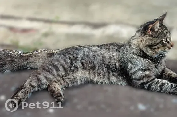 Найдена кошка, Саранск, фото: Найдена кошка, Миронова, Саранск — явно домашняя, ласковая