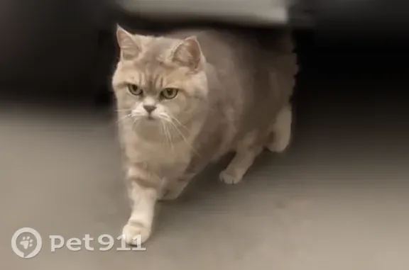 Найдена кошка, Белгород, фото: Найдена кошка, Белгород, Губкина, д. 17б — короткие лапки, похожа на шотландскую