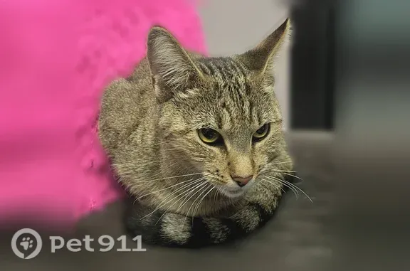 Найдена кошка, Москва, фото: Найдена кошка, Москва, 3-й Верхний Михайловский, Москва — домашняя, боится улицы и посторонних звуков