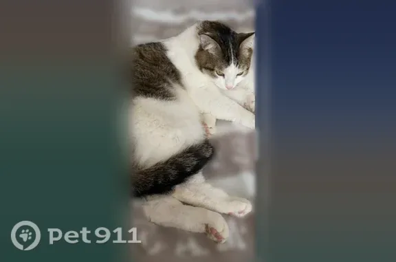 Пропала кошка, Уфа, Айская, д. 37, Уфа — серо-белый крупный кот, пятно под хвостом - photo