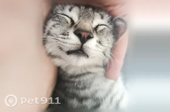 Найдена кошка, Краснодар, фото: Найдена кошка, Краснодар, Ставропольская, д. 107/11 — ласковая и контактная