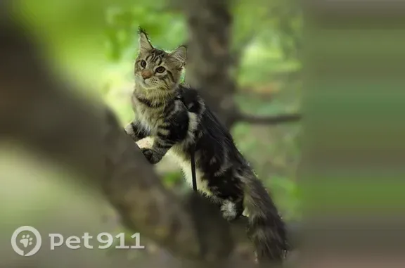 Пропала кошка, Академика Шварца, д. 10 1, Екатеринбург — котенок Мейн-кун, черепаховый окрас - photo