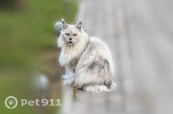 Пропала кошка, Городской поселок Назия, Песчаная, Назия — мейн-кун, сломан один верхний клык - photo