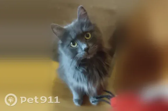 Кошки потеряшки, Колпино, фото: Потеряшка кошка, Район Колпинский (г Колпино), Октябрьская, д. 23, Колпино — порода нибелунг