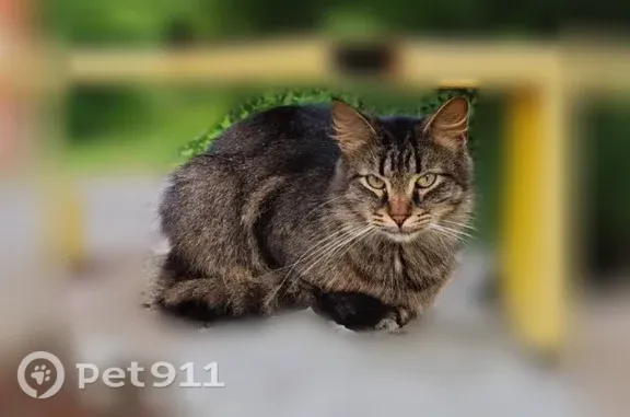 Найдена кошка, Пущино, фото: Найдена кошка, Пущино, АБ, д. 24, Пущино