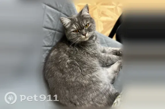 Пропала кошка, Кубанская, Краснодар - photo