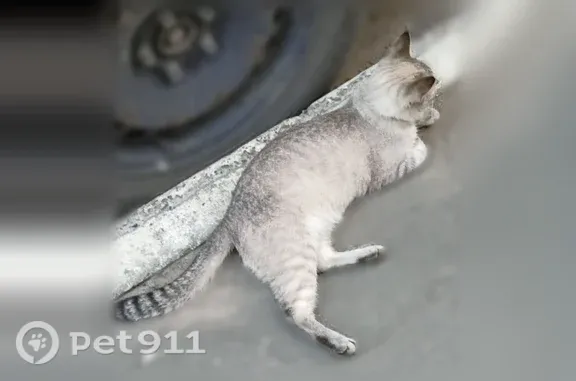 Найдена кошка, Йошкар-Ола, фото: Найдена кошка, Йошкар-Ола, Лебедева, д. 37б — второй день гуляет