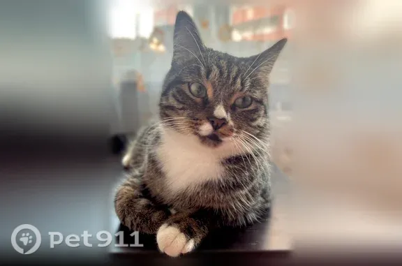 Пропала кошка, Красноармейская, д. 67, Ижевск — на носике есть белые пятнышки - photo
