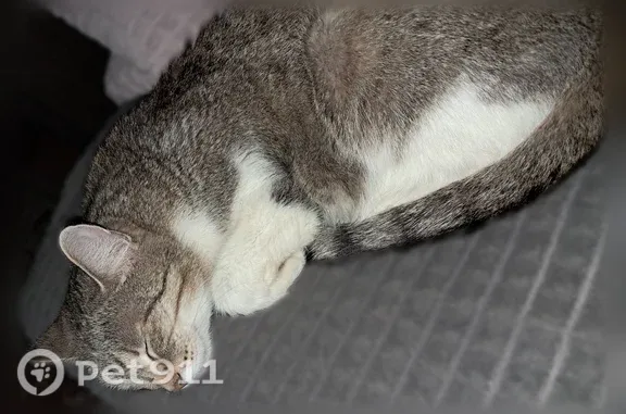 Пропала кошка, Кунгур, Полевая, д. 6а - photo