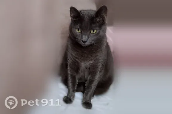 Пропала кошка, Комсомольская, д. 67, Пионерский — серо-голубая, жёлто-зелёные глаза - photo
