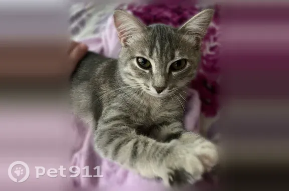 Пропала кошка, Район Металлургический (г Челябинск), Челябинск — выбежала во время прогулки с рук - photo