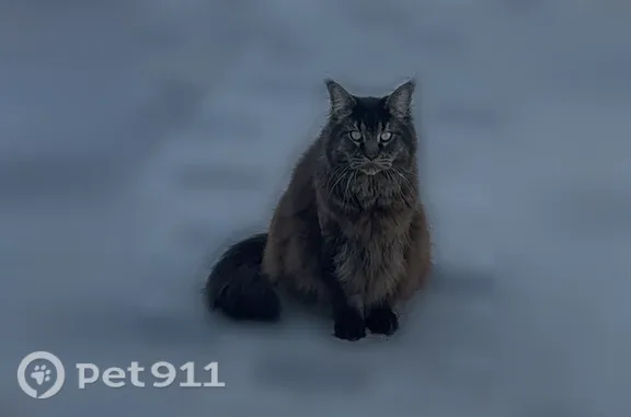 Пропала кошка, Поселок Заостровье, Лазурная, д. 13, Заостровье — большой кот мейн-кун с пушистым хвостом - photo