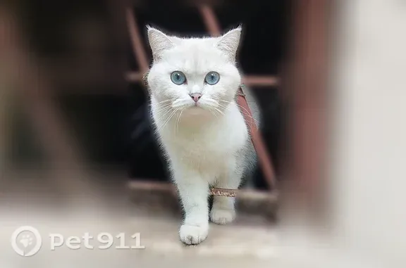 Объявления о пропавших и найденных животных, Электросталь, фото: Найдена кошка, Тевосяна, д. 42а, Электросталь — белая, голубоглазая, домашняя