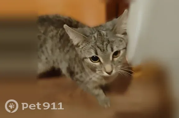 Найдена кошка, Краснодар, фото: Найдена кошка, Героев Разведчиков, Краснодар — еду не ест, в панике
