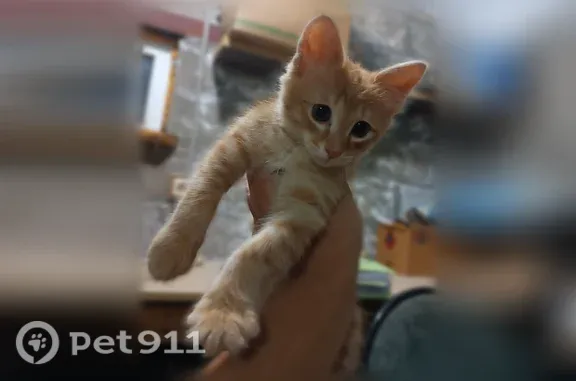 Пропала кошка, им. Алишера Навои, Волгоград — голубые глазки - photo