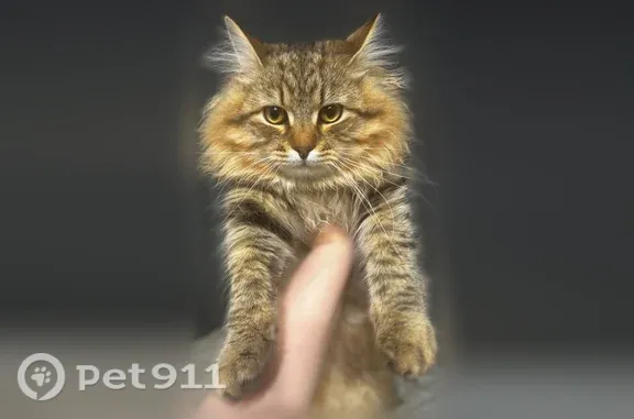Пропала кошка, Территория СНТ Кузьминки-2-Кузьминское (г Домодедово), д. 13, Домодедово — сибирский мальчик, не кастрирован - photo