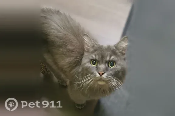 Найдена кошка, Тула, фото: Найдена кошка, Пузакова, Тула — котик очень истощённый и ласковый