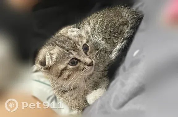 Пропала кошка, Уфа, Коммунаров, д. 75, Уфа — вислоухий котик, малютка совсем - photo